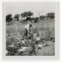 Photograph: [Woman and Turkeys in a Garden]