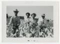 Photograph: [Men in a Cotton Field]