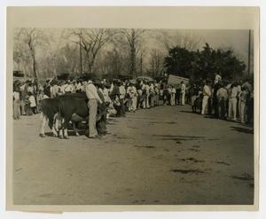 Primary view of object titled '[Beef Calves at Food and Livestock Show]'.