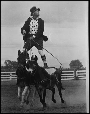 [Photograph of Rodeo Clown Riding Mules]