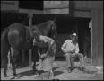 Photograph: [Photograph of a Farrier Working]
