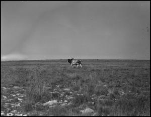 Primary view of object titled '[Photograph of a Bull at Lightning C Ranch]'.