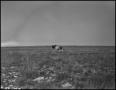 Thumbnail image of item number 1 in: '[Photograph of a Bull at Lightning C Ranch]'.