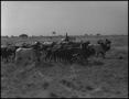 Photograph: [Photograph of a Cowboy Herding Cattle]