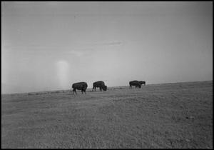 Primary view of object titled '[Photograph of Buffalo]'.