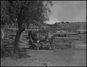 [Photograph of Cattle in Pens]