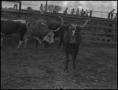 Photograph: [Photograph of Longhorn Bulls]