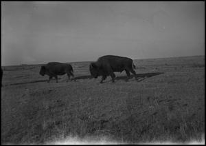 [Photograph of Buffalo]