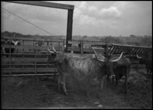 [Photograph of Rodeo Cattle]