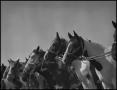 Photograph: [Photograph of Horses]