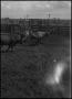 Primary view of [Photograph of Rodeo Cattle]
