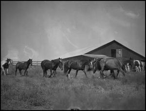 [Photograph of Horses]