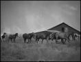 Photograph: [Photograph of Horses]
