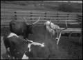 Photograph: [Photograph of Rodeo Cattle]