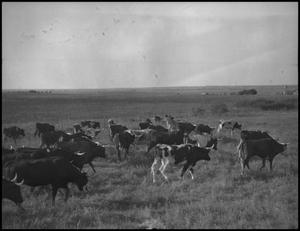 [Photograph of Cattle at Lightning C Ranch]