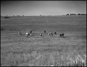 [Photograph of Cowboys Herding Cattle]