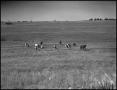 Photograph: [Photograph of Cowboys Herding Cattle]