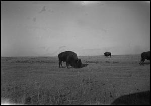 Primary view of object titled '[Photograph of Buffalo Grazing]'.