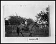 Thumbnail image of item number 1 in: 'Child on Horse'.