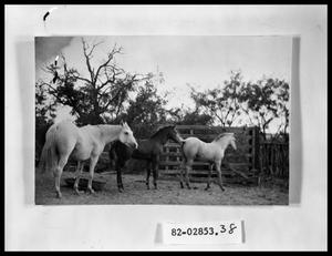 Primary view of object titled 'Mare with Foals'.