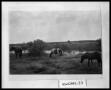 Thumbnail image of item number 1 in: 'Horses in Field'.