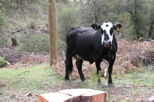 [Cattle on the Sproul Ranch]