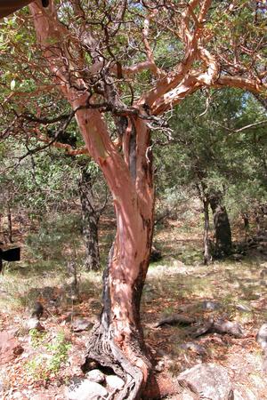 [Photograph of Madrone tree, Arbutus xalapensis]