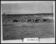 Photograph: Herd of Cattle #2