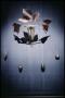 Photograph: The Jewels of Lalique [Photograph DMA_1560-19]