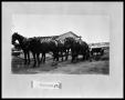 Photograph: Horse Drawn Wagon