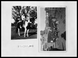 Primary view of object titled 'Girl on Horse; Cattle at Martin Place'.