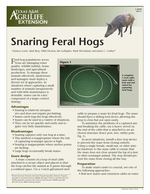 Primary view of object titled 'Snaring Feral Hogs'.