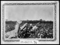 Photograph: Workers Picking Cotton