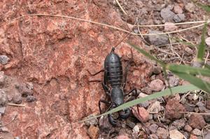 Giant Vinegaroon or Desert Whiptail Scorpion, Mastigoproctus giganteus
