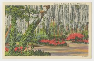 [Postcard of Azaleas In the Shade of a Forest]