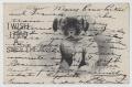 Primary view of [Postcard of Puppy]