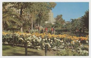 [Postcard of Gardens at Alamo]