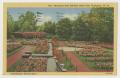 Thumbnail image of item number 1 in: '[Postcard of Municipal Rose Gardens in Ritter Park]'.