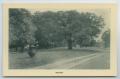 Thumbnail image of item number 1 in: '[Postcard of Bremo Trees]'.