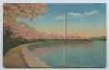 Primary view of [Postcard of Cherry Trees And Washington Monument]