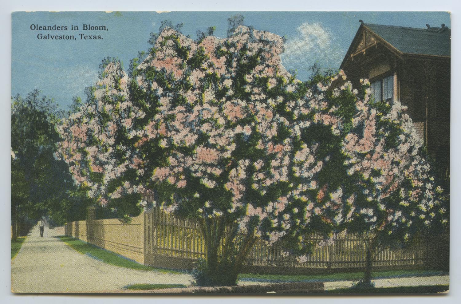 [Postcard of Oleanders in Bloom]
                                                
                                                    [Sequence #]: 1 of 2
                                                