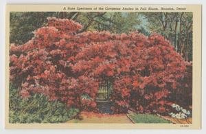 [Postcard of Red Azalea in Full Bloom #1]