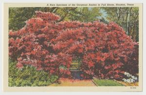 [Postcard of Red Azalea in Full Bloom #2]
