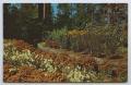 Primary view of [Postcard of Hodges Gardens in Fall]