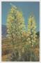 Postcard: [Postcard of Blooming Yucca Cactus]