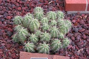 Cactaceae, Texas Claretcup Cactus, Echinocereus coccineus var. gurneyi