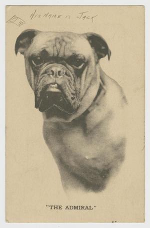 [Postcard of "The Admiral" Dog]