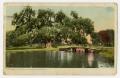 Postcard: [Postcard of the Washington Oak at Audubon Park in New Orleans]