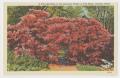 Thumbnail image of item number 1 in: '[Postcard of Red Azalea in Full Bloom #3]'.