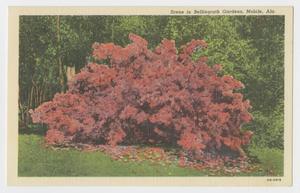 [Postcard of an Azalea Bush in Bellingrath Gardens 2]
